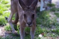 Close up of Eastern Gray Kangaroos Royalty Free Stock Photo