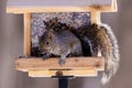 Close up of an Eastern gray squirrel (Sciurus carolinensis) on a hopper style bird feeder looking down to the ground Royalty Free Stock Photo