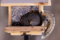 Close up of an Eastern gray squirrel (Sciurus carolinensis) on a hopper style bird feeder looking down to the ground Royalty Free Stock Photo