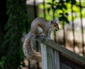 Close-up of Eastern gray squirrel with treasured item on wood post