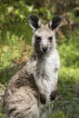 Female Eastern Grey Kangaroo Royalty Free Stock Photo