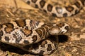 Eastern Milk Snake- Lampropeltis triangulum