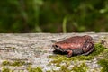 Eastern Narrowmouth Toad Gastrophryne carolinensis Royalty Free Stock Photo