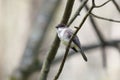Close up of Eastern Phoebe songbird perched on a branch