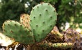 Close up of an Eastern prickly pear Cactus Royalty Free Stock Photo