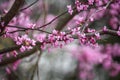 Close up of Eastern Redbud Tree Cercis Canadensis Royalty Free Stock Photo