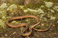 Eastern Ribbon Snake coiled on the ground.