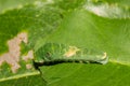 Eastern Tiger Swallowtail Caterpillar Royalty Free Stock Photo