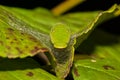 Eastern Tiger Swallowtail Caterpillar Royalty Free Stock Photo