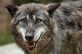 Close-up of Eastern timber wolf, Canis lupus lycaon