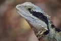 Close-up of an Eastern water dragon. Royalty Free Stock Photo