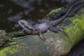 Close up of Eastern water dragon lizard, Australia