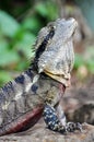 Close up Eastern Water Dragon reptile lizard native to Australian