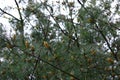 Eastern White Pine Tree Branches