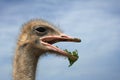 Close-up on a eating ostrich's head