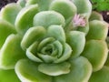 Close up of Echeveria elegans with morning dew.