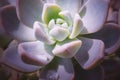 Close-up of Echeveria flower with water drops Royalty Free Stock Photo