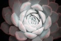 Close-up of Echeveria flower with  water drops Royalty Free Stock Photo