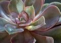 Close-up of Echeveria Perle von Nurnberg (Flat rosettes) Succulent plant with purple and pink leaves Royalty Free Stock Photo