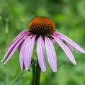 Close up Echinacea flower