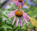 Close up Echinacea flower