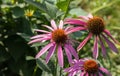 A close up of Echinacea flowers the eastern purple coneflower in the garden, selective focus Royalty Free Stock Photo