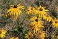 Echinacea purpurea. Flower plant commonly known as coneflower. Gypsophila paniculata. White common gypsophila in garden. Royalty Free Stock Photo