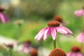 Close-up of Echinacea Purpurea in garden. Medicinal flower to enhance immunity. Selective focus