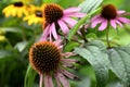 Echinacea purpurea with a large globular core.