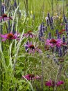 Close up of Echinacea in a wild flower border Royalty Free Stock Photo