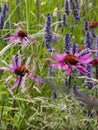 Close up of Echinacea in a wild flower border Royalty Free Stock Photo