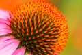 Close up of an Echinacea spiky green cone with orange tips