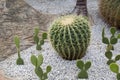 Echinocactus, Barrel cactus, a big succulent plant with white pebbles, and Bunny Ear cactus in the rock garden. Royalty Free Stock Photo