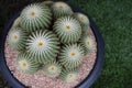 Close-up of Echinocactus golden barrel, a green clumping succulent plant with a round-shaped stem and white wool on top.