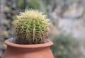 Echinocactus, a green succulent plant with a round-shaped stem on a terracotta pot in the rock garden. Royalty Free Stock Photo