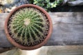 Close-up of Echinocactus, a green succulent plant with a round-shaped stem, and yellow sharp spines. Royalty Free Stock Photo