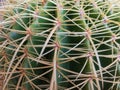 Close up of a Echinocactus grusonii golden barrel cactus side view Royalty Free Stock Photo