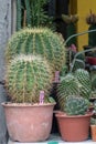 Close up Echinocactus grusonii v alba on pot.Cactus in a garden. Royalty Free Stock Photo