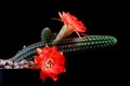 Close up echinopsis cactus with orange flower blooming against dark background