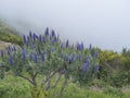 Close up of a Echium candicans, Pride of Madeira, large blue flowers in full bloom Royalty Free Stock Photo