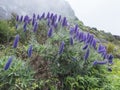 Close up of a Echium candicans, Pride of Madeira, large blue flowers in full bloom Royalty Free Stock Photo