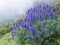 Close up of a Echium candicans, Pride of Madeira, large blue flowers in full bloom Royalty Free Stock Photo