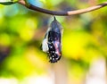 Close-up of an eclosion stage of a Monarch Butterfly, emerging from the transparent chrysalis Royalty Free Stock Photo