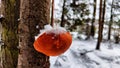 Close-up of a Eco-friendly orange peel bird feeder on tree under the snow in the forest Royalty Free Stock Photo