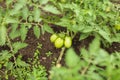 Close up eco homemade green young tomatoes on branch in greenhouse in selective focus Royalty Free Stock Photo