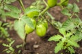 Close up eco homemade green young tomatoes on branch in greenhouse in selective focus Royalty Free Stock Photo