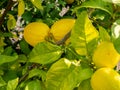 Close up of ecological lemons hanging from a lemon tree