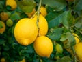 Close up of ecological lemons hanging from a lemon tree Royalty Free Stock Photo