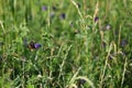 Close up of an ecological meadow at the countryside.