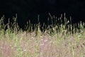 Close up of an ecological meadow at the countryside.